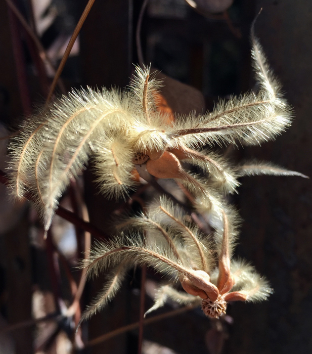 Delicate and elegant seed pods, Denver Botanic Gardens. Photo by artist Dawn Chandler.