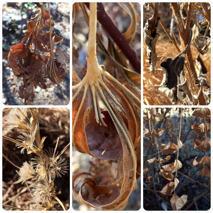 Beautiful winter textures of the Denver Botanic Garden. Photo by artist Dawn Chandler.