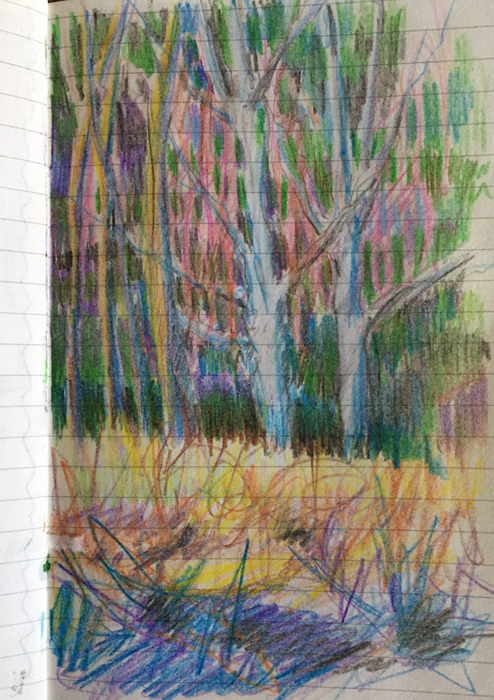 Colored pencil sketch by artist Dawn Chandler of a January birch, Denver Botanic Garden.