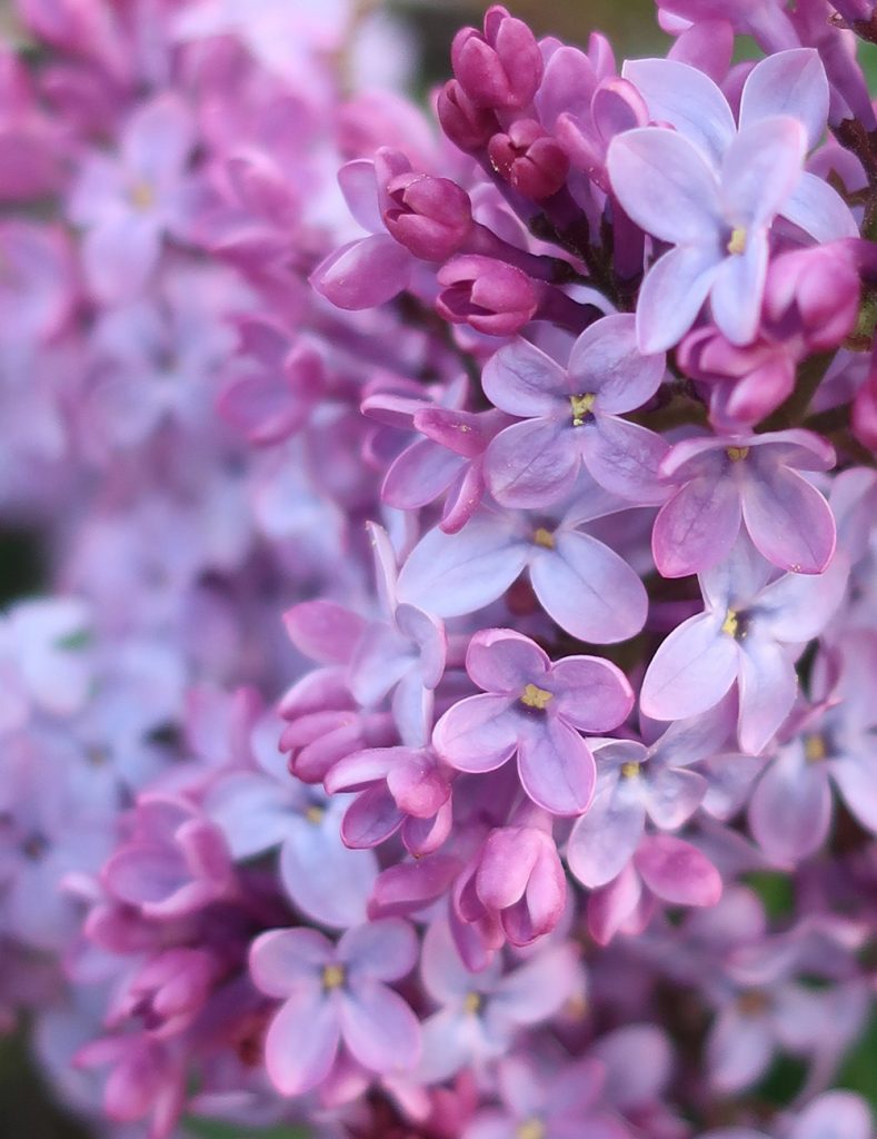 Close up of lilac blooms in Santa Fe. Photo by New Mexico artist Dawn Chandler.