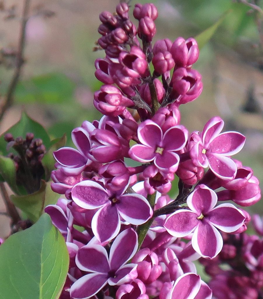 Striped lilac blooms. Photo by New Mexico artist Dawn Chandler.