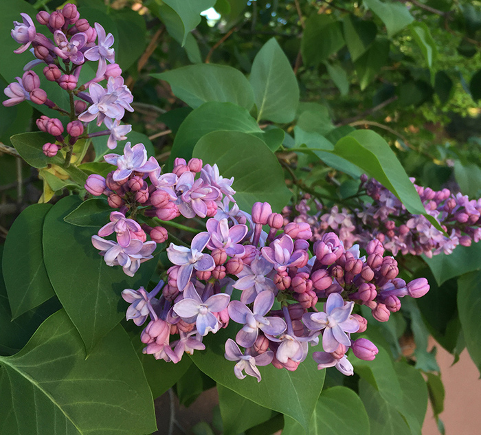 Lilac blooming in Santa Fe. Photo by New Mexico artist Dawn Chandler.