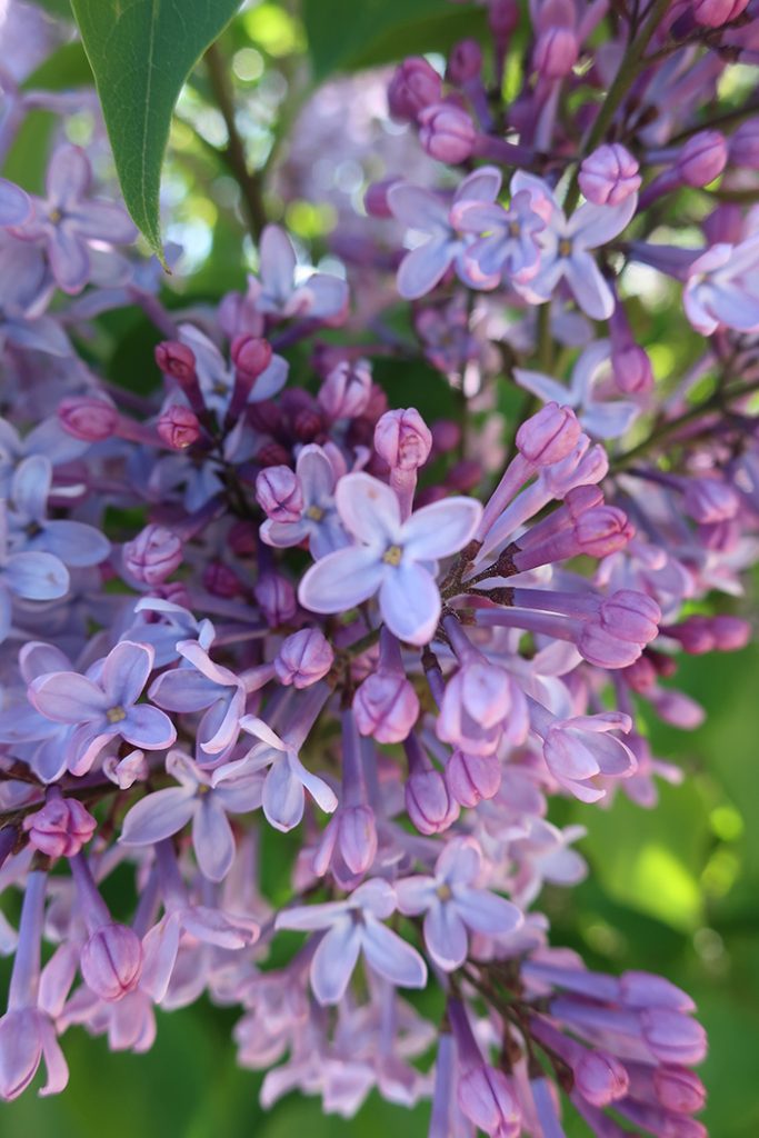 May lilac blossoms. Photo by New Mexico artist Dawn Chandler.