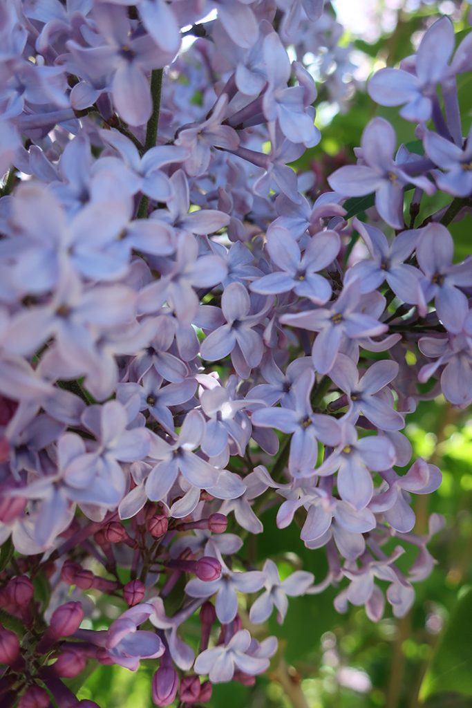 Soft purple blooms of lilac. Photo by New Mexico artist Dawn Chandler.