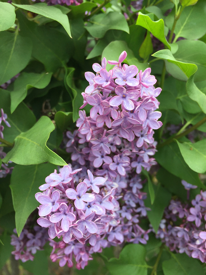 Cluster of lilac blooms. Photo by New Mexico artist Dawn Chandler.