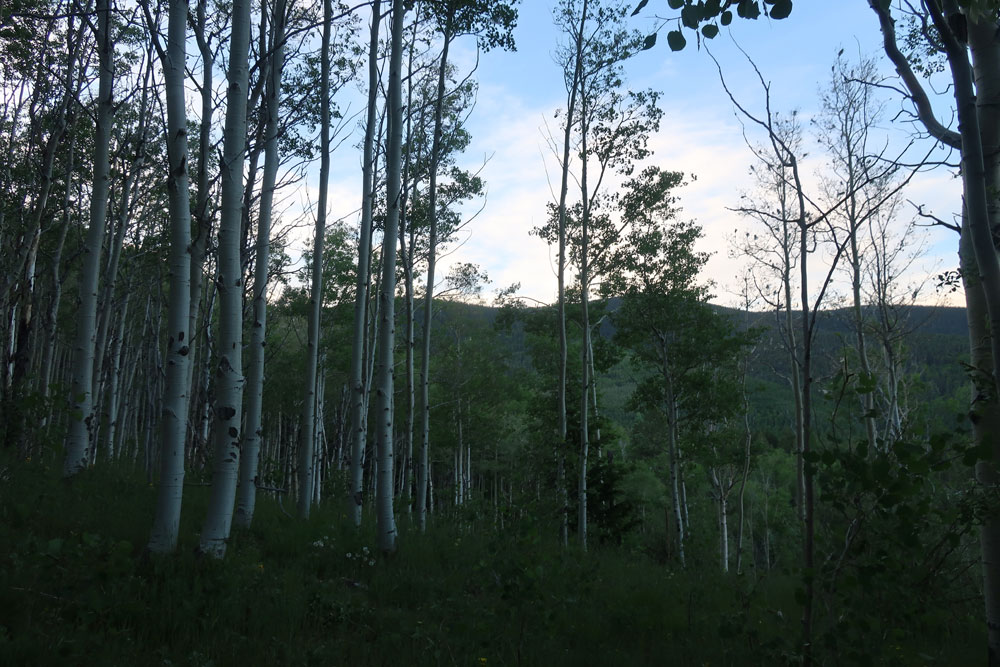 Break of day in an aspen grove of the Santa Fe National forest. Photo by artist Dawn Chandler.
