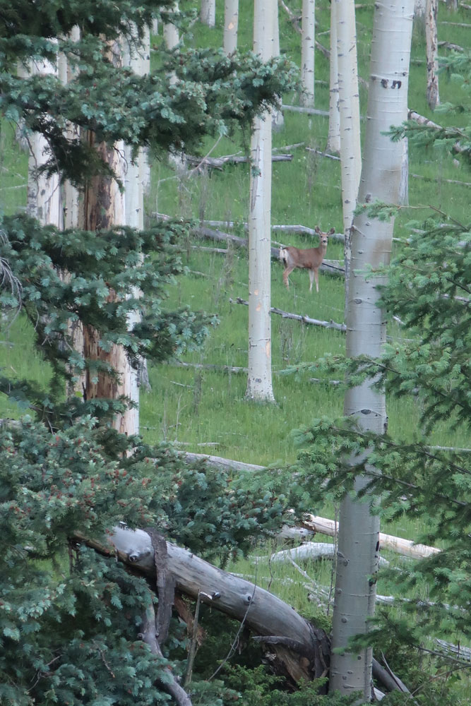 A doe in the distance among the aspen trees. Photo by Dawn Chandler.