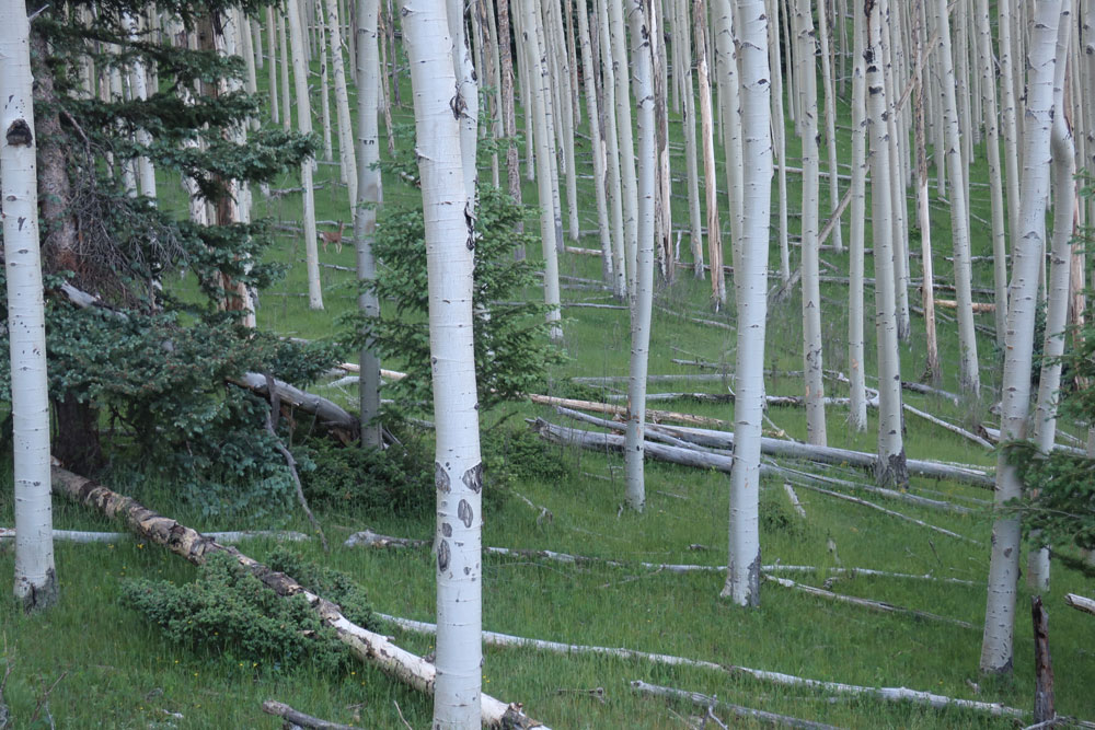 A doe in the distance among the aspen trees. Photo by Dawn Chandler.