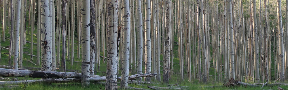 Aspen trees - columns of light and shadow. Photo by Dawn Chandler.