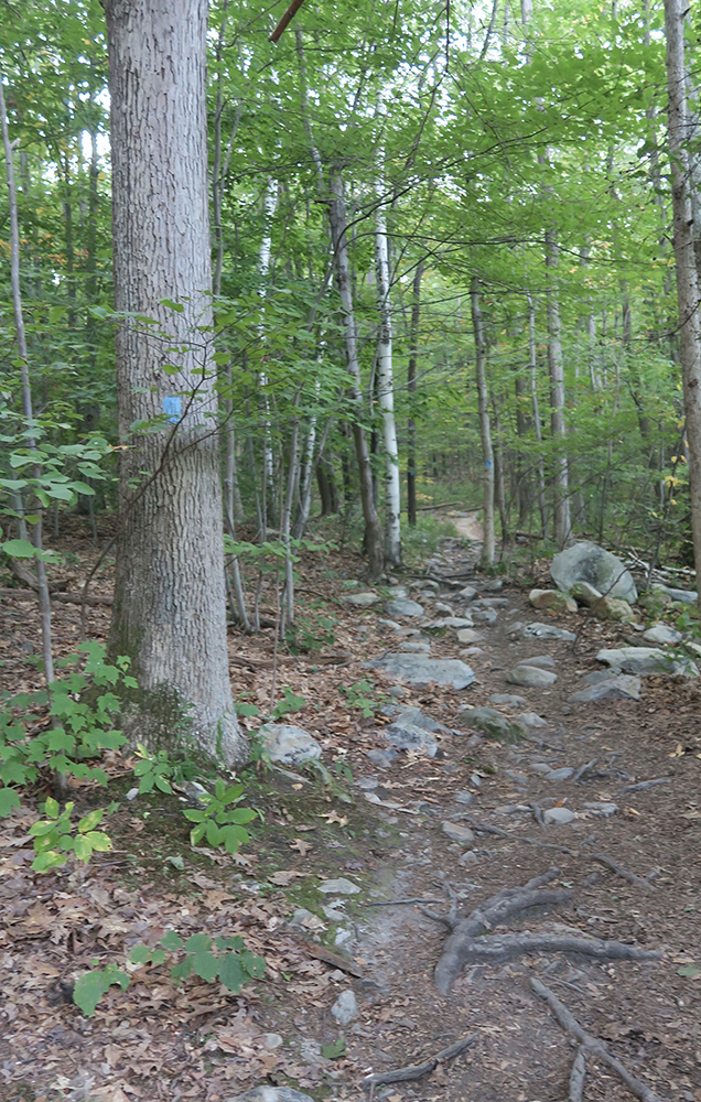 The Pine Cobble Trail in northwestern Massachusetts. Photo by Dawn Chandler.