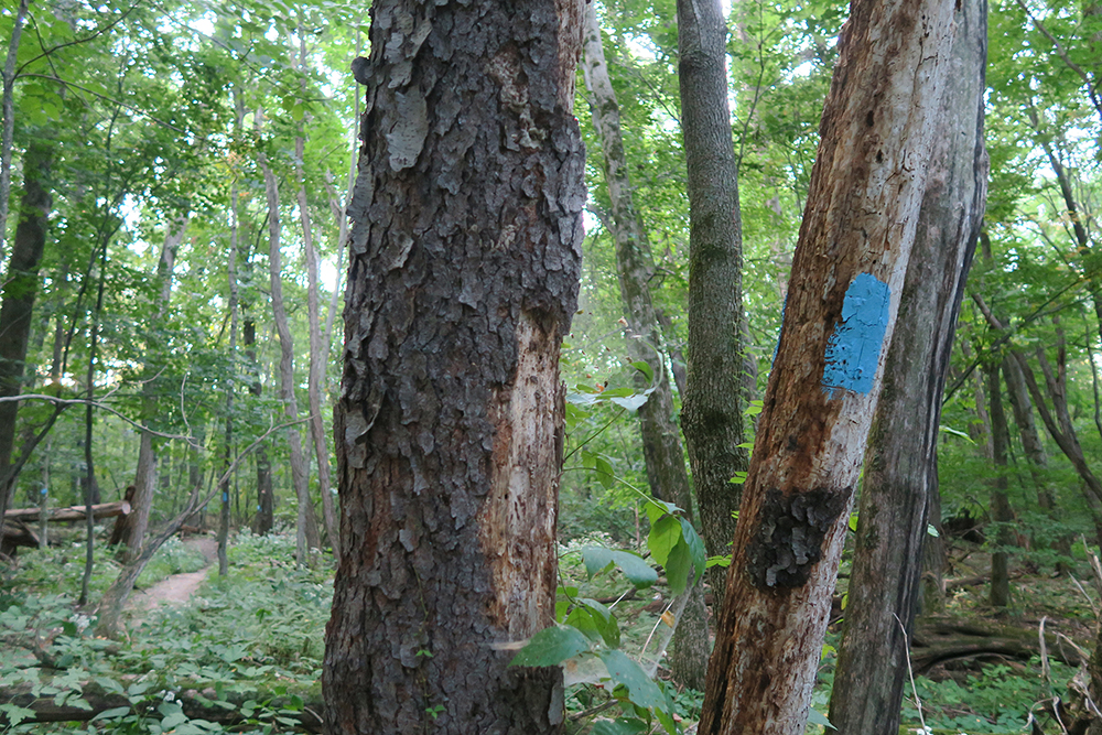 Blue blaze of the Pine Cobble Trail. Photo by Dawn Chandler.