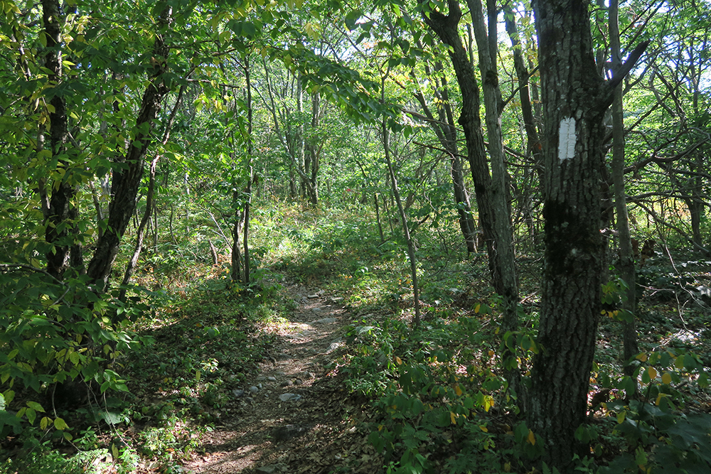 White blaze on the LT/AT. Photo by Dawn Chandler. 