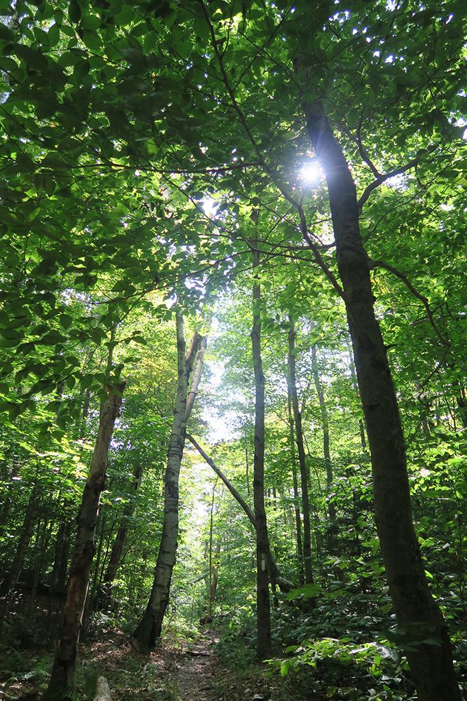 Sunlight through the trees of the Long Trail. Photo by Dawn Chandler. 