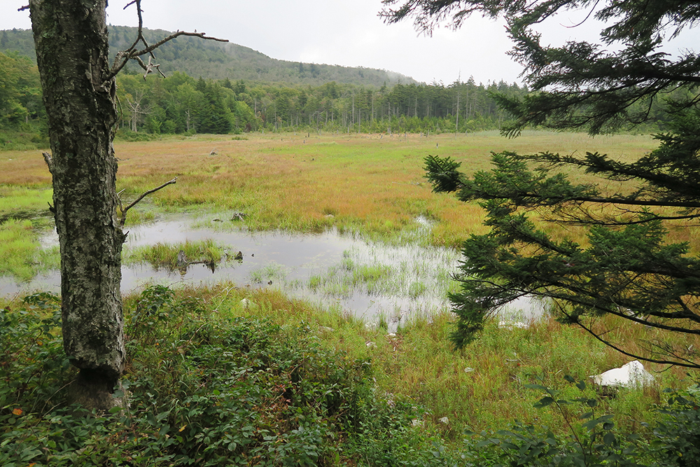One of the many marshes along Vermont's Long Trail. Photo by Dawn Chandler.