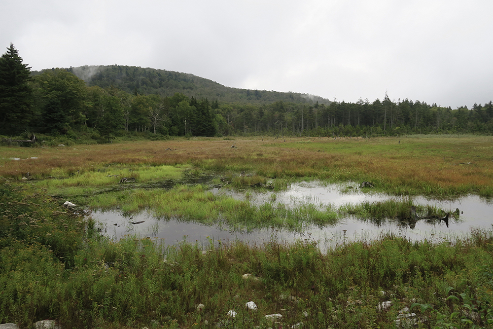 A marsh along Vermont's Long Trail. Photo by Dawn Chandler. 