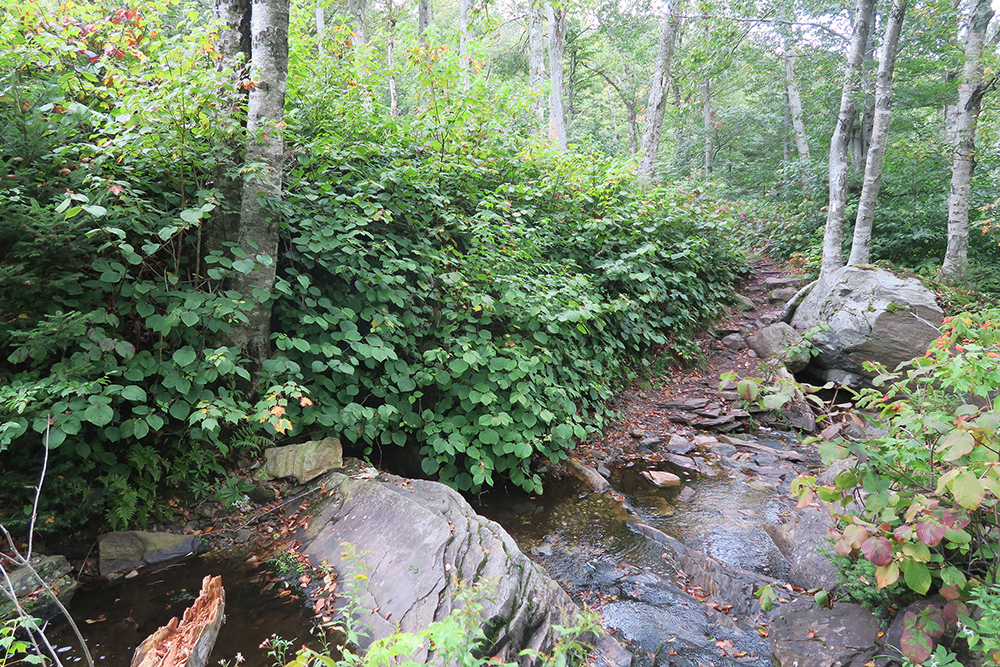 A Vermont stream. Melville Nauheim Shelter