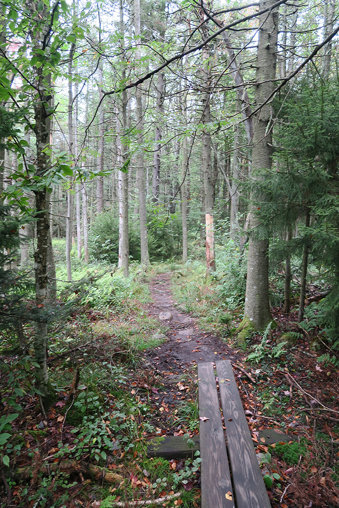 A foot plank along the Long Trail, Vermont. Photo by Dawn Chandler. 