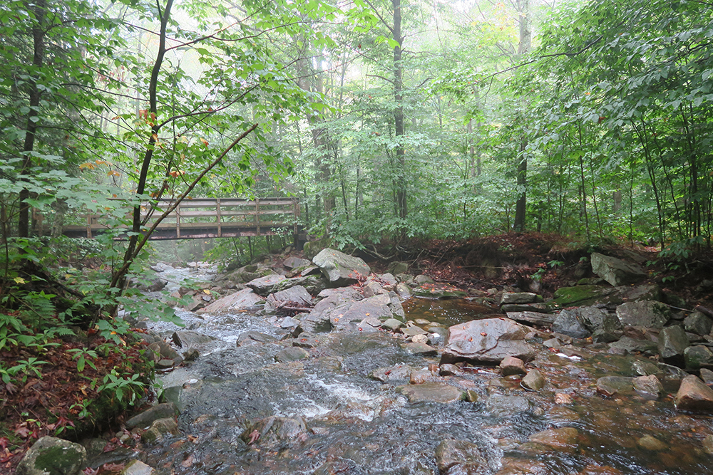 first light, a sea of trees, a worrisome mystery hiker & a twelve-hour downpour