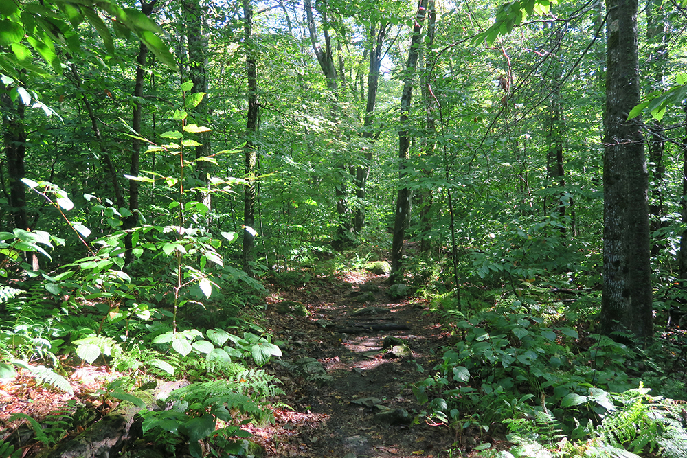 Light filtering through the trees on the Long Trail of Vermont. Photo by artist and thru-hiker Dawn Chandler.