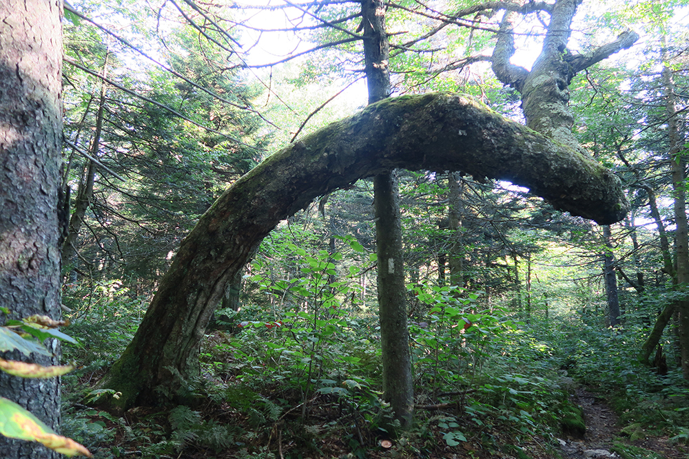 A gnarled old tree along the Long Trail in southern Vermont. Photo by artist and thru-hiker Dawn TaosDawn Chandler.