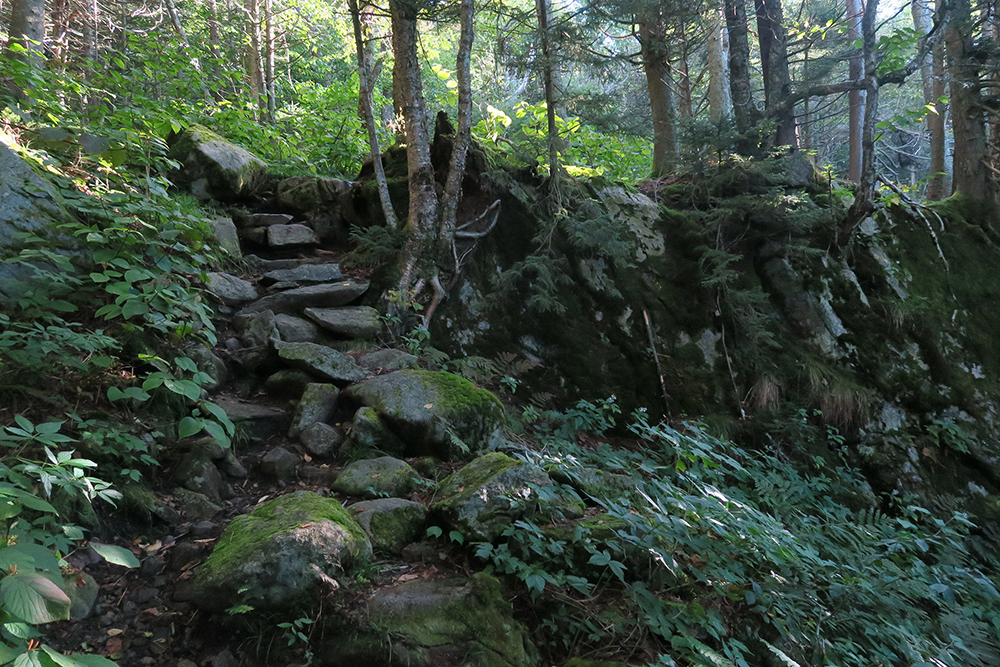 A mossy stair section of the Long Trail in southern Vermont. Photo by artist and thru-hiker Dawn TaosDawn Chandler.