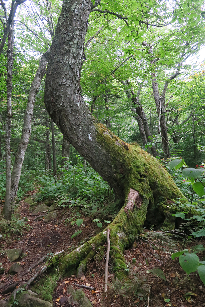 A wildly curved tree trunk along the Long Trail in southern Vermont. Photo by artist and thru-hiker Dawn TaosDawn Chandler.