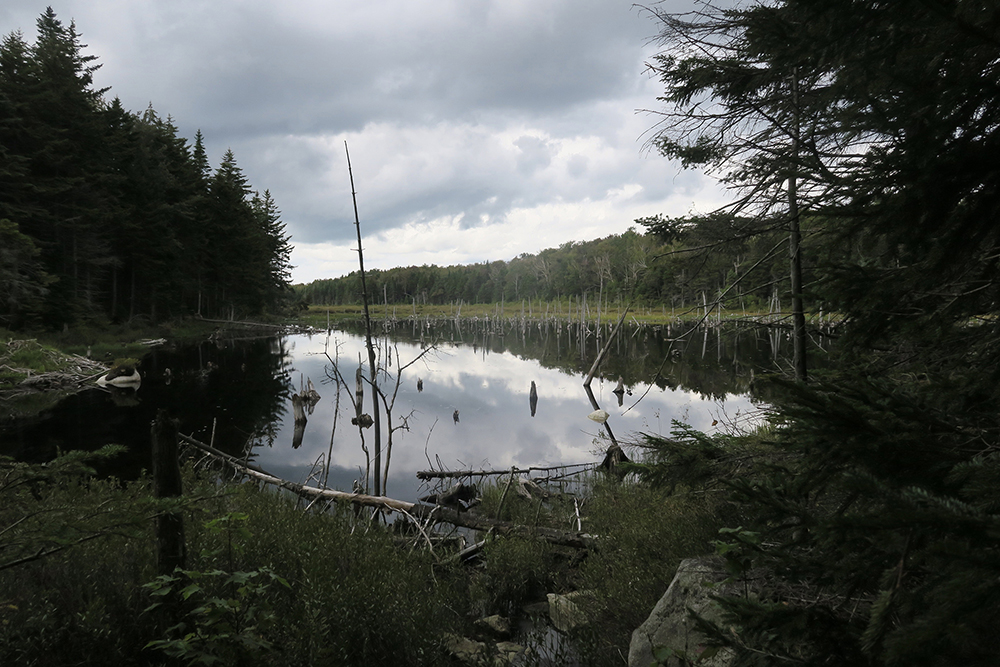 A Vermont marsh along the Long Trail. Photo by artist and thru-hiker Dawn TaosDawn Chandler.