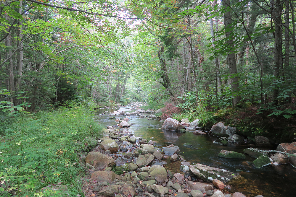 Gorgeous Vermont brook along the Long Trail. Photo by artist and thru-hiker Dawn TaosDawn Chandler.