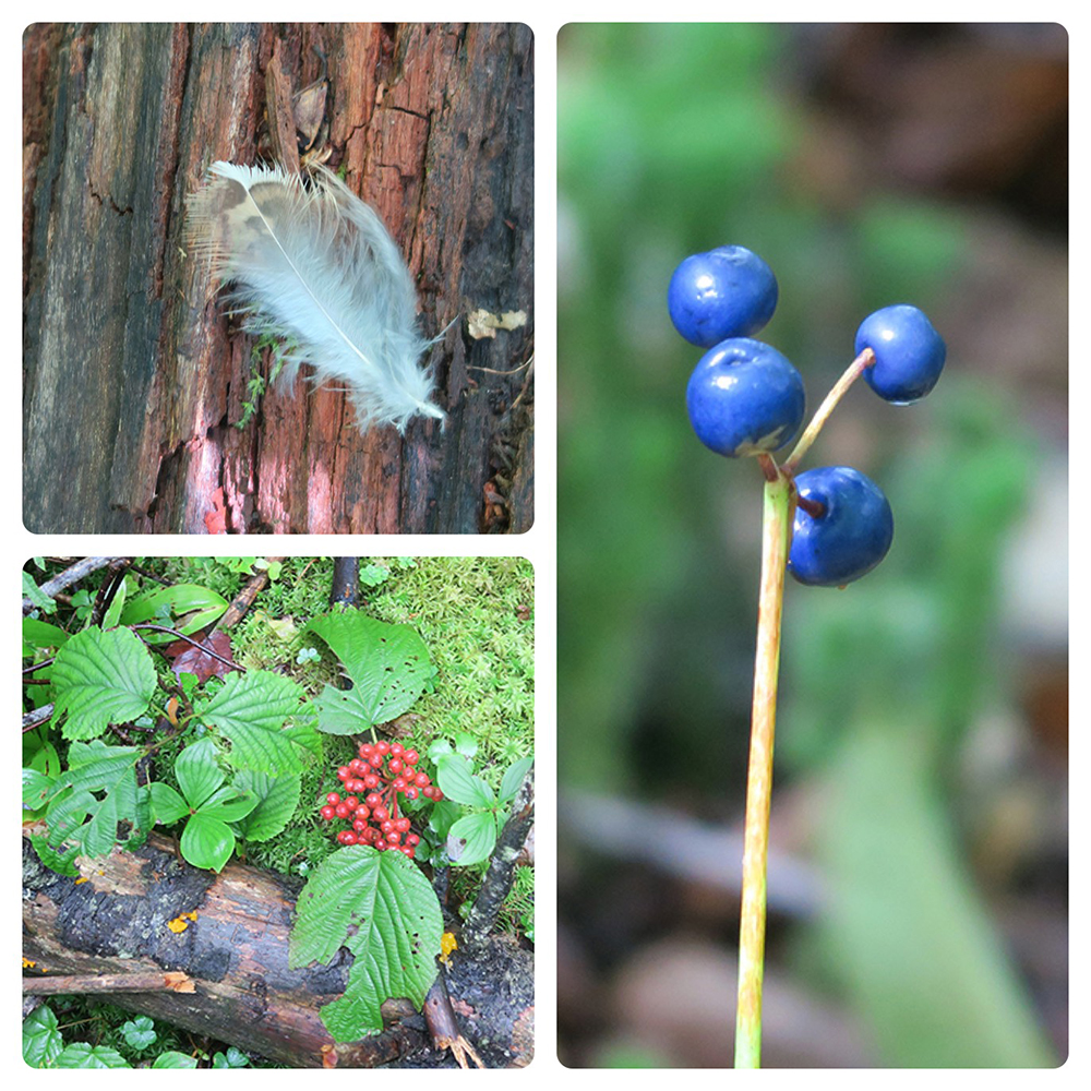 Vermont flora on the Long Trail. Photos by artist and thru-hiker Dawn TaosDawn Chandler.