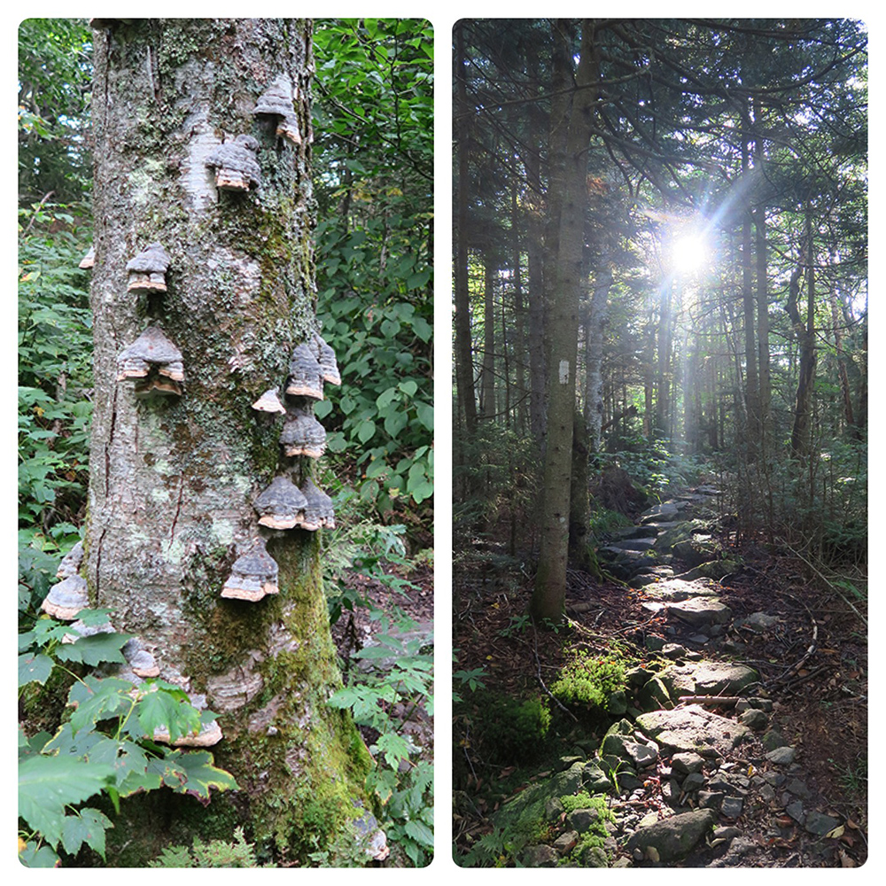 Forest light and lichens along the Long Trail. Photo by artist and thru-hiker Dawn TaosDawn Chandler.