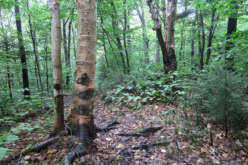 Green Mountain birch trees along the Long Trail in Vermont. Photo by artist and thru-hiker Dawn TaosDawn Chandler