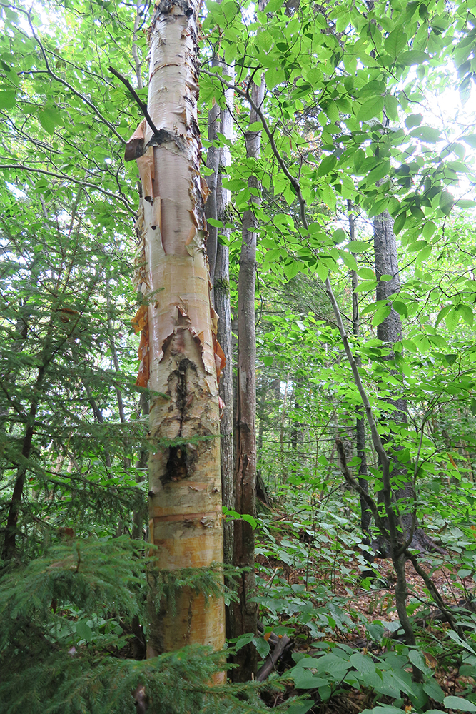 A white birch against a forest of green along the Long Trail of Vermont. Photo by artist and thru-hiker Dawn TaosDawn Chandler