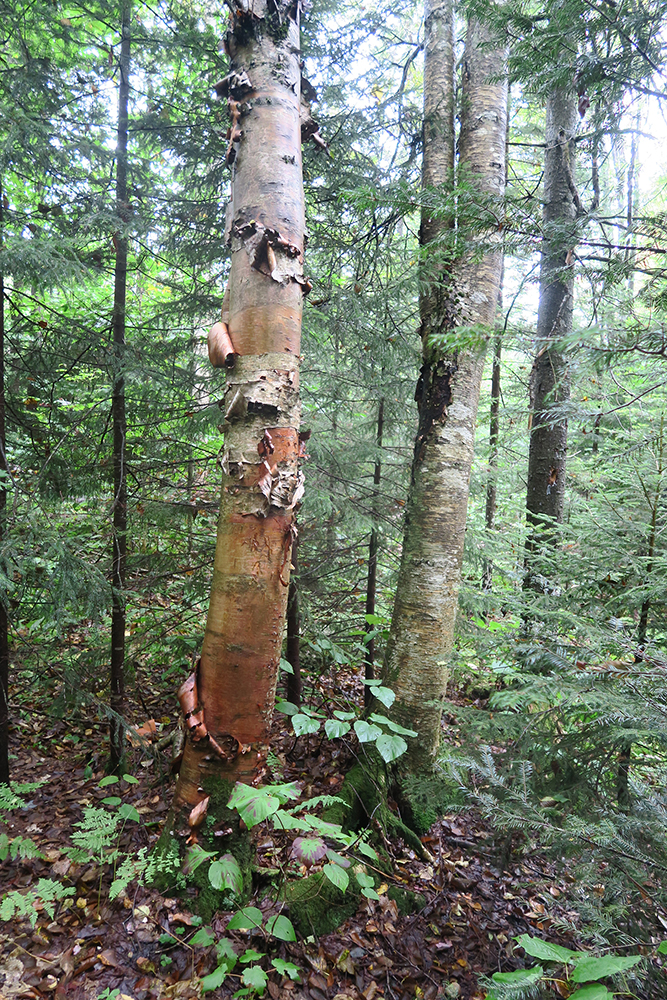 Beautiful Green Mountain birch trees along the Long Trail in Vermont. Photo by artist and thru-hiker Dawn TaosDawn Chandler