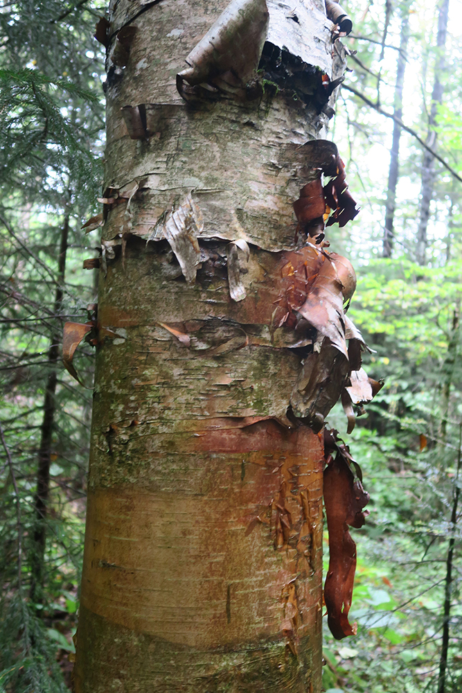 Curls of birch bark along the Long Trail of Vermont. Photo by artist and thru-hiker Dawn TaosDawn Chandler