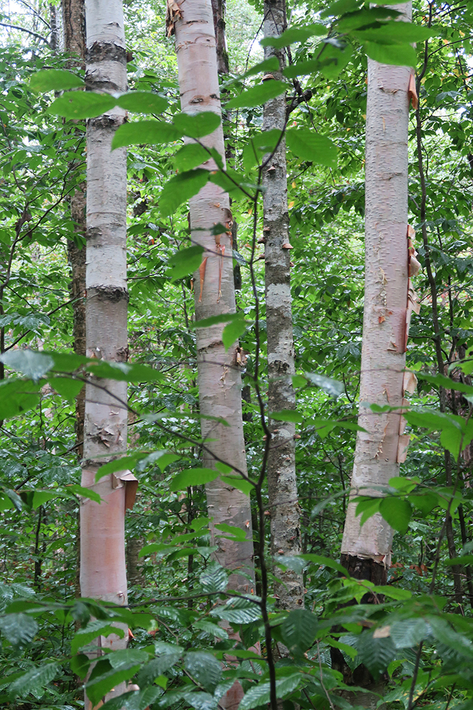 Vermont birch trees. Photo by artist and LT thru-hiker Dawn TaosDawn Chandler.