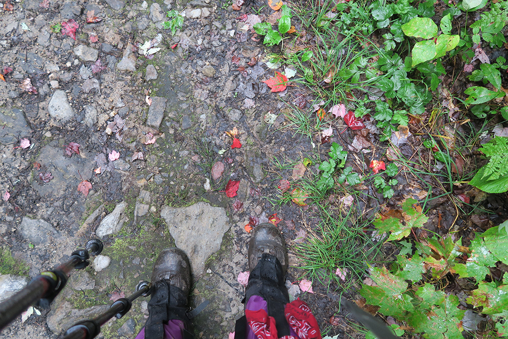 Maple leaves turning to red in early September along the Long Trail, Vermont. Photo by artist and LT thru-hiker Dawn TaosDawn Chandler.