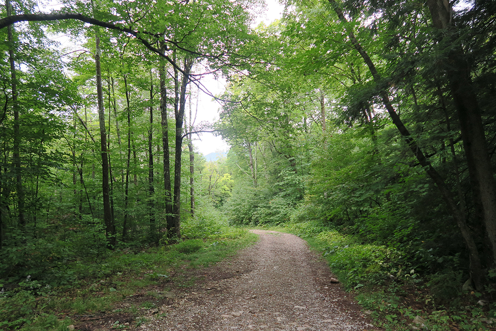 Just before the Old Rootville Road on the Long Trail. Photo by artist and LT thru-hiker Dawn TaosDawn Chandler.