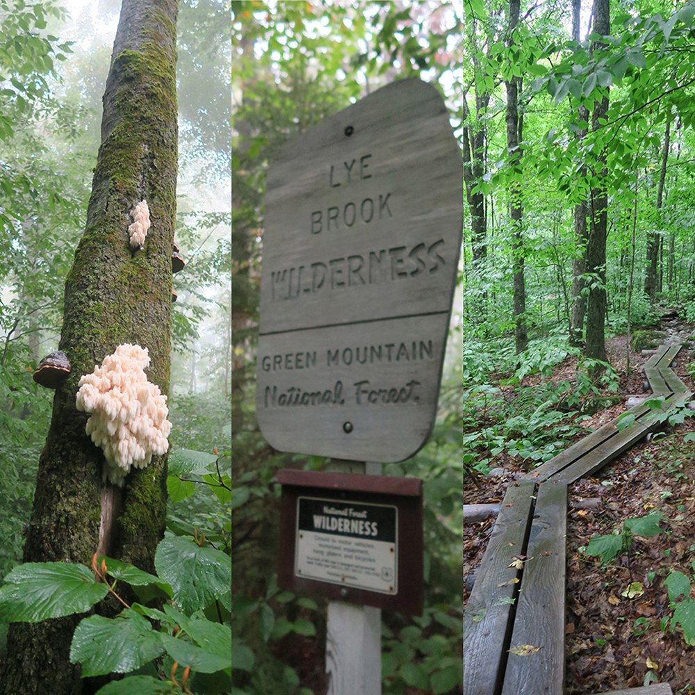 Scenes on the Long Trail north of Stratton Pond. Photo by artist and LT thru-hiker Dawn TaosDawn Chandler.