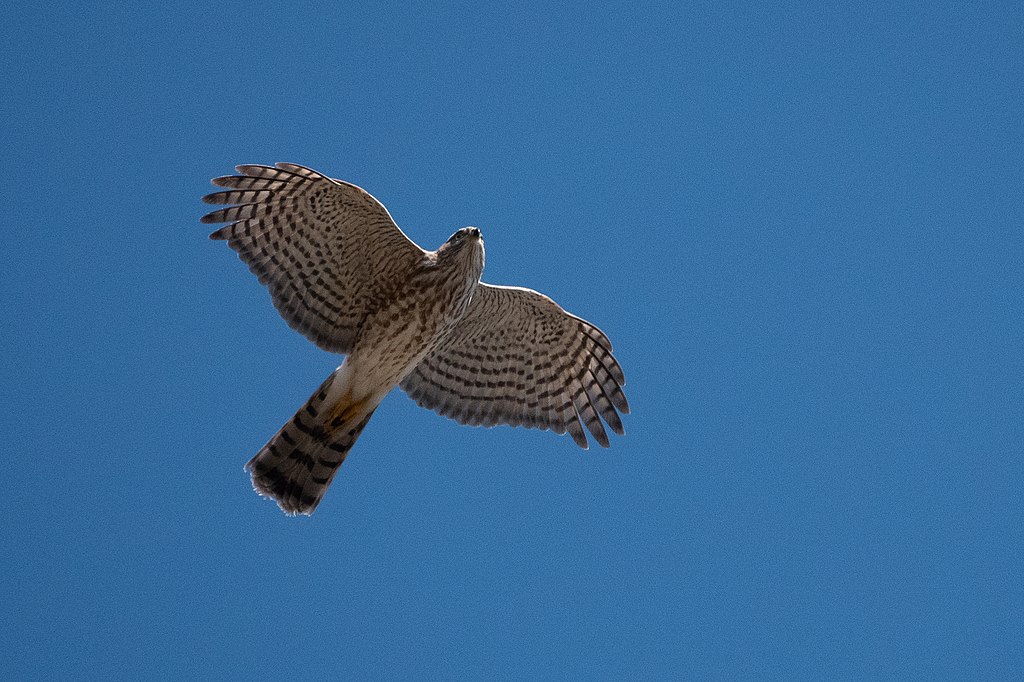 Sharp-shinnned hawk. Photo by Bettina Arrigoni