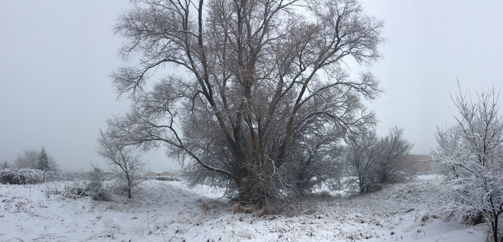 An elm tree in snow, Santa Fe, New Mexico. Photo by artist Dawn Chandler