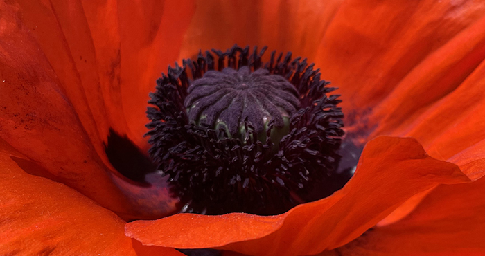 The stunning black center of a vibrant red poppy in Santa Fe, New Mexico. Photo by Dawn Chandler.