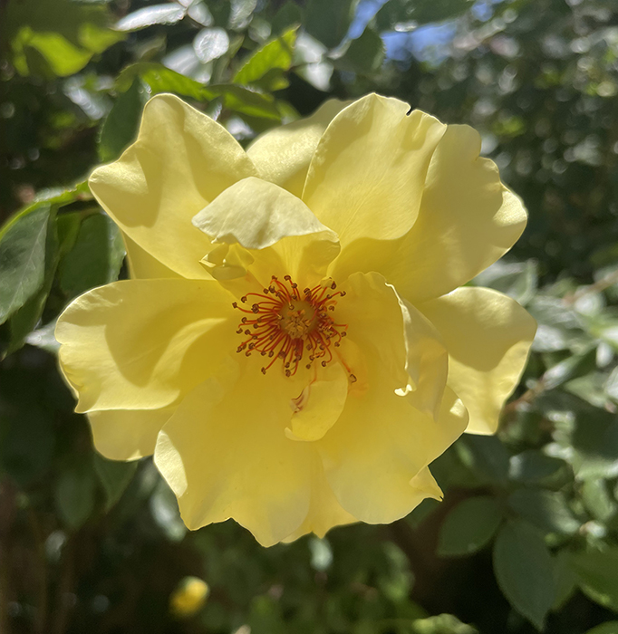 The alluring center of a yellow rose in Santa Fe, New Mexico. Photo by Dawn Chandler.