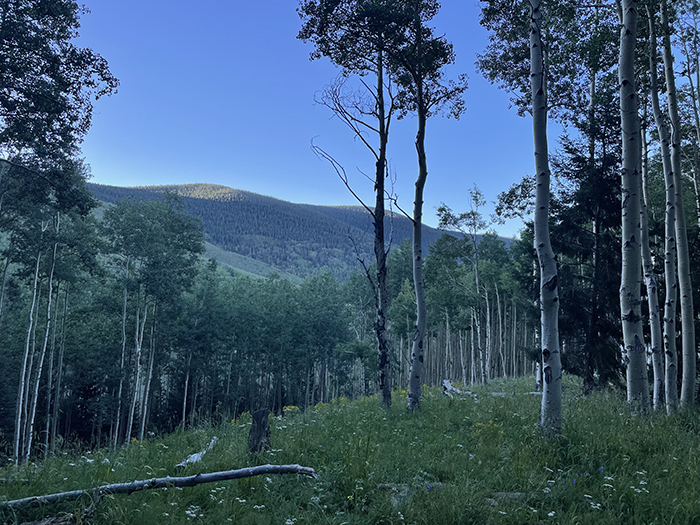 August sunrise just illuminating the peaks above Santa Fe, New Mexico as seen through the aspens. Photo by Dawn Chandler.