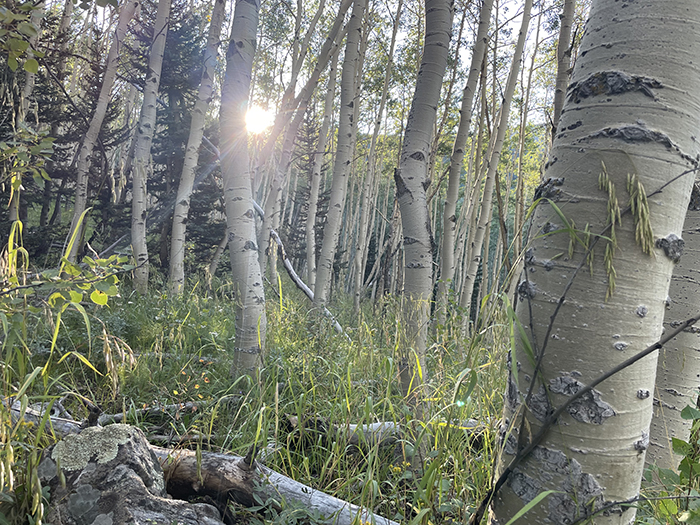 August sunrise peering over the Sangre de Cristos into an aspen forest, Santa Fe National Forest, New Mexico. Photo by Dawn Chandler.