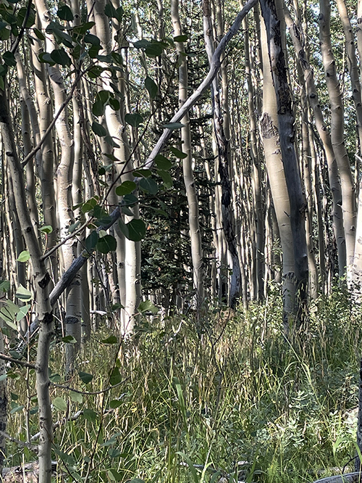 A benediction - A doe, hidden among the aspens, Santa Fe National Forest, New Mexico. Photo by Dawn Chandler.
