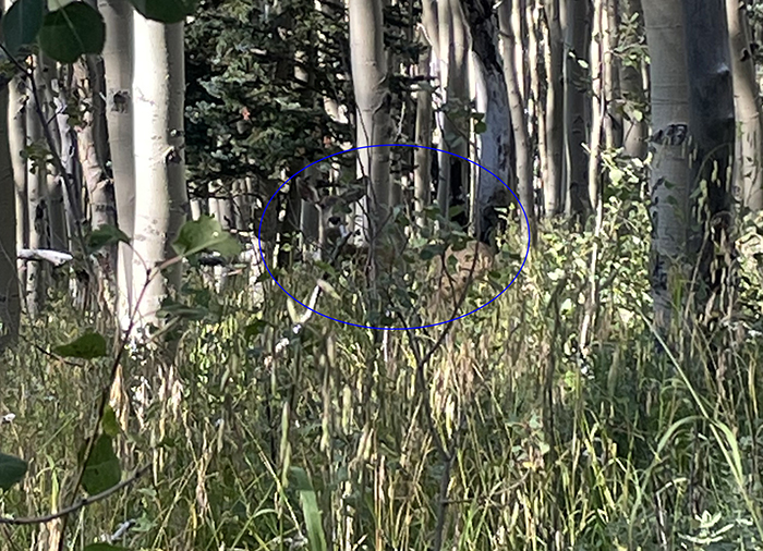 A benediction - A doe, hidden among the aspens, Santa Fe National Forest, New Mexico. Photo by Dawn Chandler.