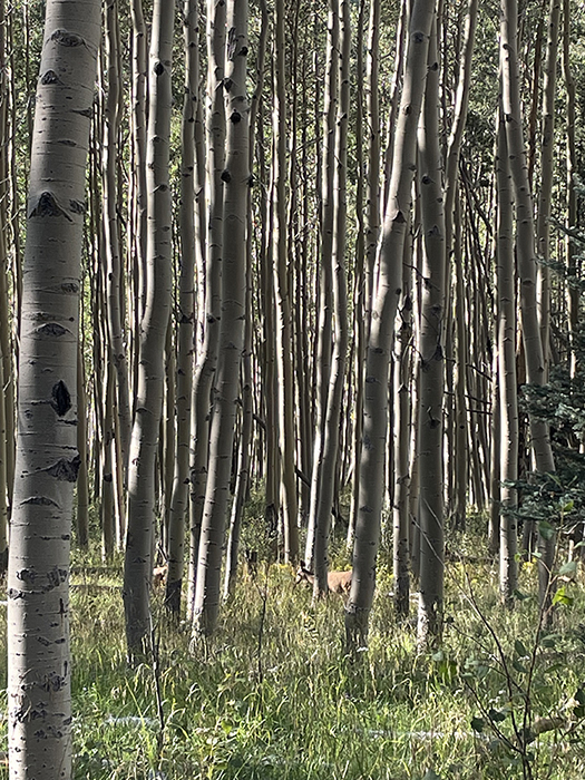 A benediction - A yearling deer, catching the morning light streaming in through the aspens, Santa Fe National Forest, New Mexico. Photo by Dawn Chandler.