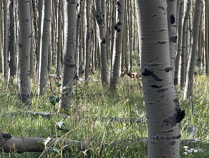 A benediction - A young buck, grazing with his family the aspens, Santa Fe National Forest, New Mexico. Photo by Dawn Chandler.