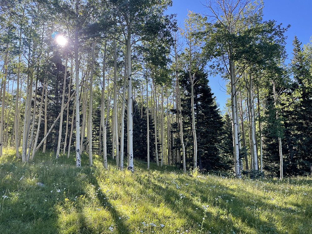 DawnChandler_22-BLOG-09_Sept-01_36_1000px