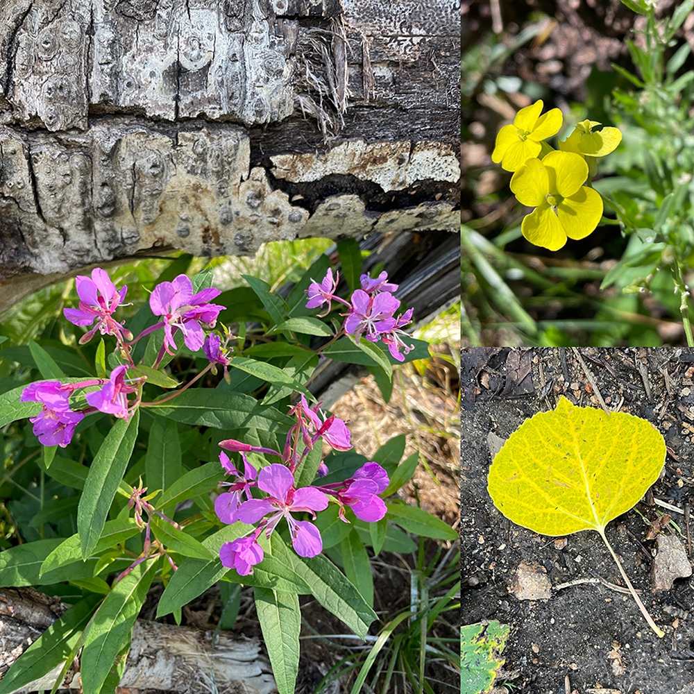 August treasures of the aspen forest - wildflowers and an early falling aspen leaf. Photo collage by Dawn Chandler.